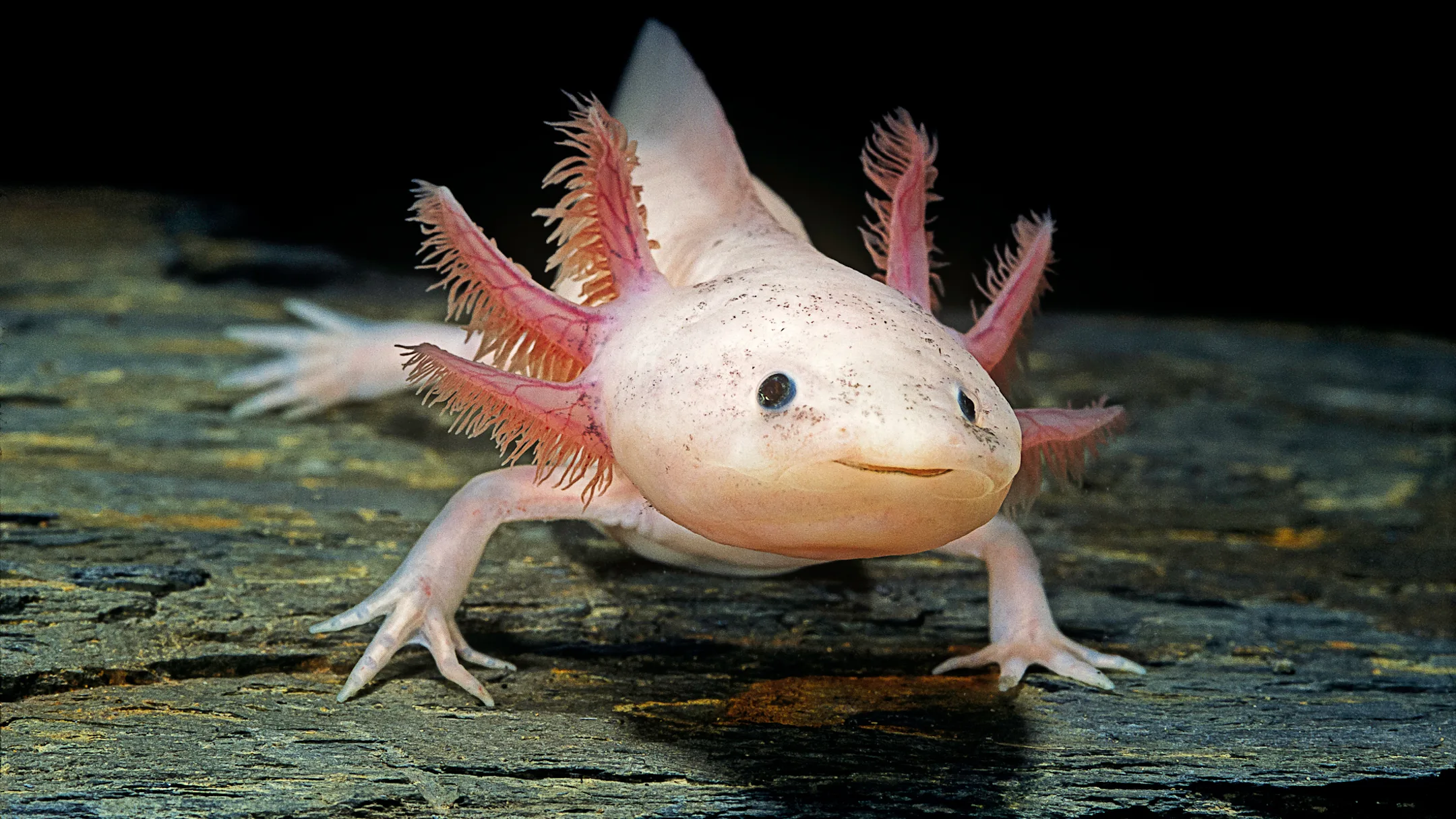 Axolotl